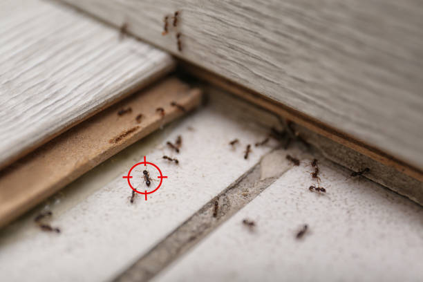 Best Commercial Pest Control Services  in Williamson, AZ