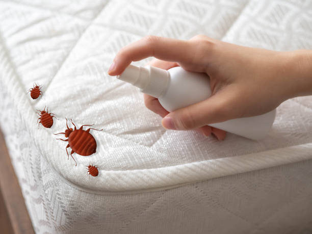 Best Wasp Removal Services  in Williamson, AZ