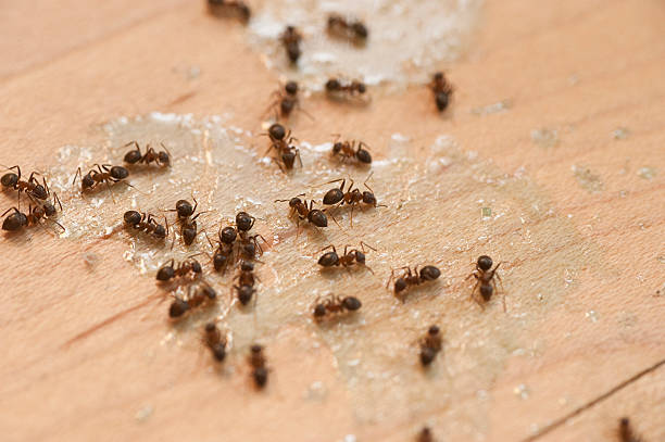 Best Termite Control Services  in Williamson, AZ